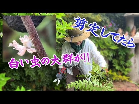 植物の中の小さな白い虫 駆除方法 幼虫 鉢植えの土 庭を取り除く