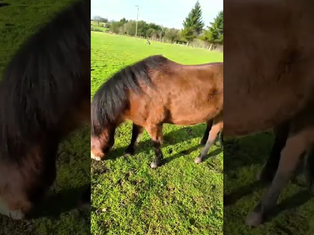 Poney hongre 1m40   8 ans 