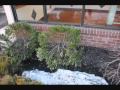 See Tree Damages Due To Snow Video File XXX XA