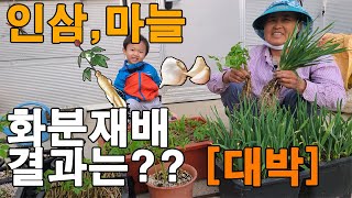 새싹인삼, 마늘 화분에 키웠더니 나타난 결과..?