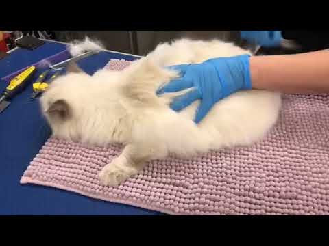 Facebook live of Ragdoll- Bath, Blow-dry and de-shedding with Lexie Master Cat Groomer