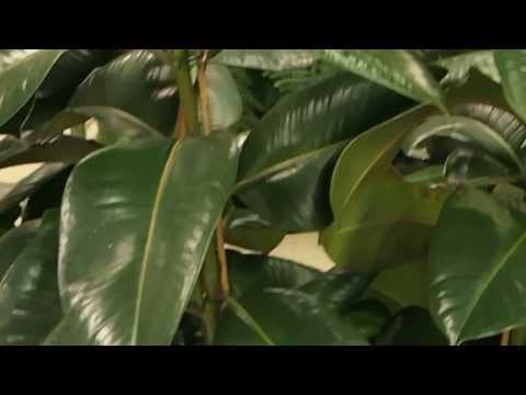 Ficus elastica ´Robusta´