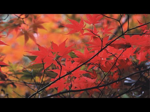 Magik Two: Story Of The Fall // DJ Tiësto