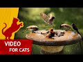 Cat Games Bathing Birds Video For Cats To Watch 1 Hour