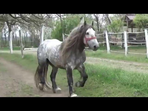 Armasar Erbac- Herghelia Fitero