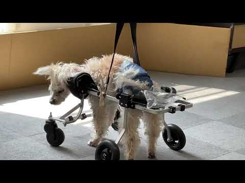 犬用車椅子に乗るりく君と飼い主さんの工夫
