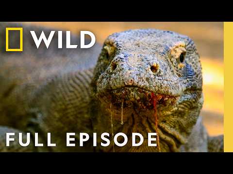 Margin of Terror (Full Episode) | Animal Fight Night | Nat Geo Animals