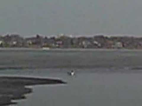 lake calhoun loons, ducks, airplanes, locals, minneapols