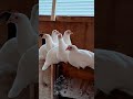 Leghorn Chicken