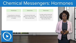 Chemical Messengers: Hormones – Physiology | Lecturio Nursing