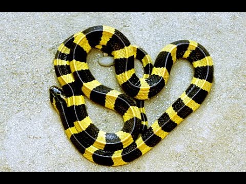 লাউয়াছড়ায় ক্ষিপ্রগতির সাপখেকো শঙ্খিনী সাপ