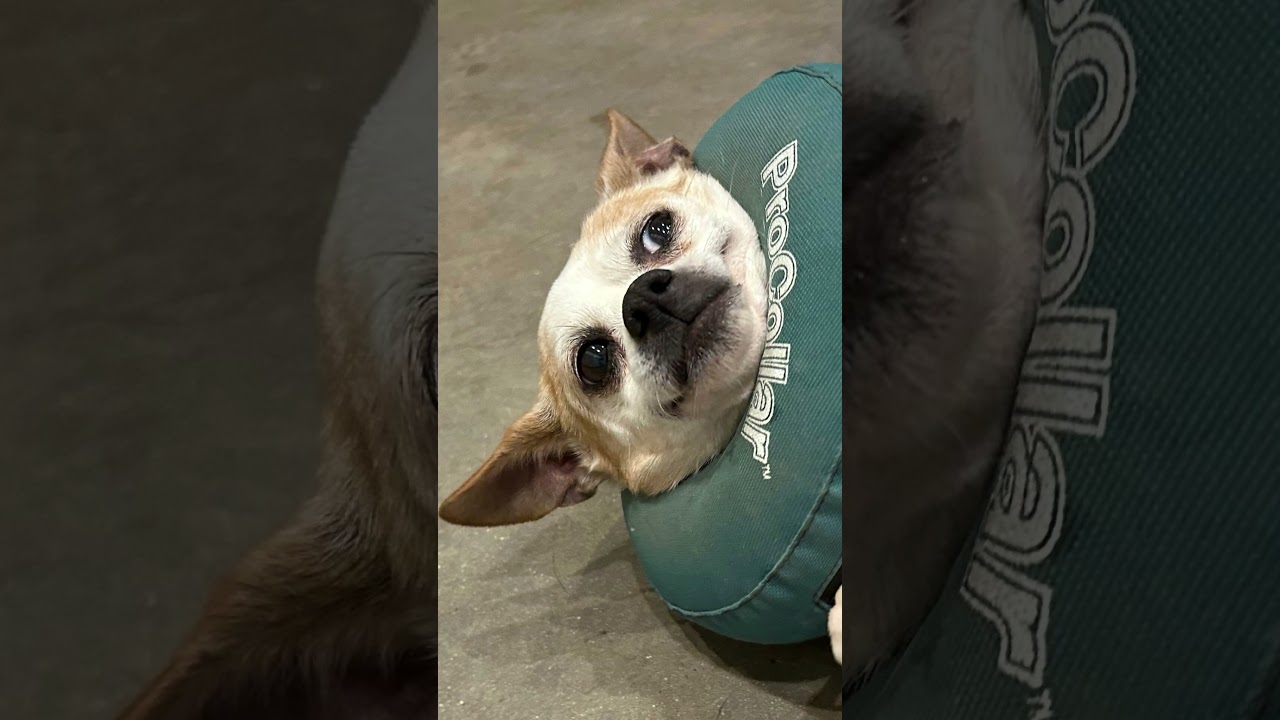 Enlarge Tulip, an adopted Chihuahua in Marble Falls, TX video 2/2