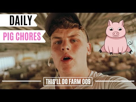 The Day In The Life Of A Young Pig Farmer