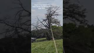 Jose’s Tree Service In Edén North Carolina
