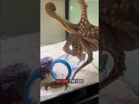 Little Thor the octopus catches 3 crabs!