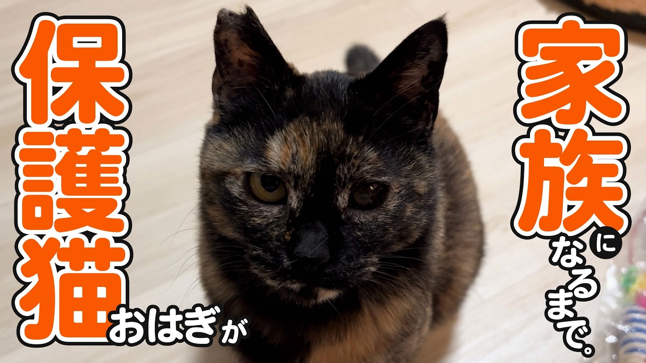 保護猫と運命の出会いをしました。【番外編】