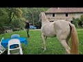 Mare Akhal Teke For sale 2021 Cremello