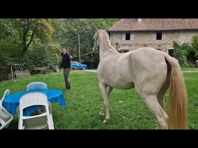 Mare Akhal Teke For sale 2021 Cremello