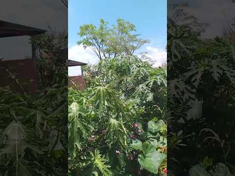 el peñoncito el progreso Jutiapa