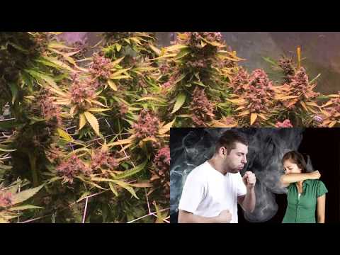 download lagu mp3 mp4 Smooth Smoke, download lagu Smooth Smoke gratis, unduh video klip Smooth Smoke