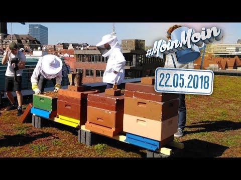 Die Salbe spropolissom von der Schuppenflechte Akriderm bei der Schuppenflechte das Forum