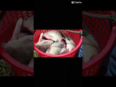 Khách đạt thành tích cao giải câu nghĩa tình hồ câu 3 Hùng