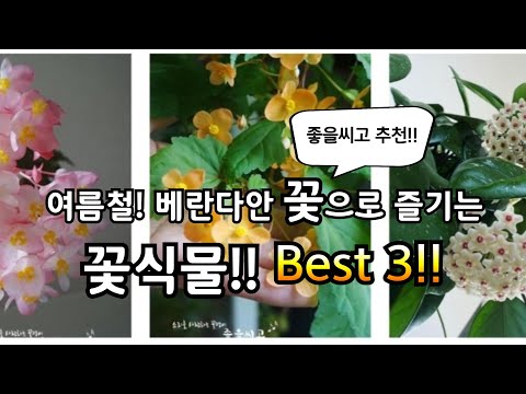 , title : '여름철 베란다 안에서 꽃으로 즐기는 식물 Best 3!! / 좋을씨고의 추천 꽃식물!!'