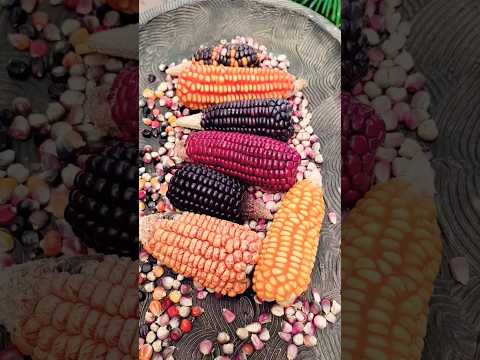 Cacao Ayapel en/at Sazón Córdoba 2026 (Montería - Córdoba)