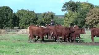preview picture of video 'Equitation western: La rentrée des velles au corral à cheval.'