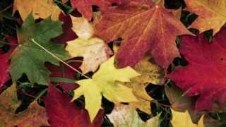 winterbourne international academy Jazz band - autumn leaves
