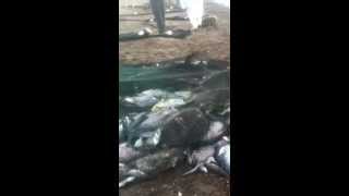 preview picture of video 'صيد السلاحف البحرية في دبا الفجيرة'