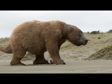 Giganten der Urzeit - Mega Hai und Riesenfaultier Doku HD