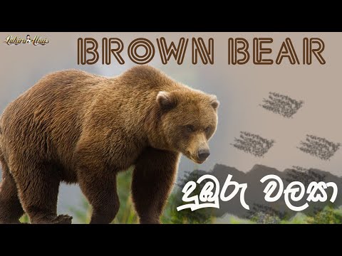 Dehiwala Zoo Brown Bear 🐻 | Sri Lanka | #dehiwalazoo #animals #lahirualwis 🇱🇰