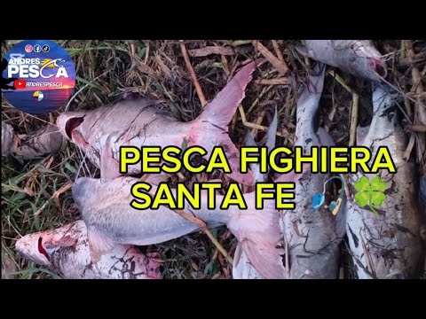PESCA FIGHIERA SANTA FE LOS PESQUEROS DE GOMITAR #pesca #pescasub #fishing #lineadepesca 