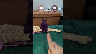 Download lagu which one did u get? #cat #viral  #trendingshorts mp3