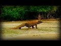 Documentary Nature - Land of Dragons