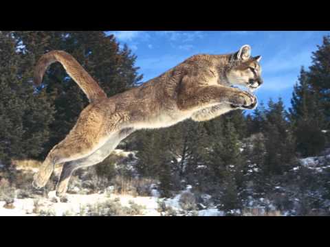 Track Identification: Cougar, Lynx, Bobcat