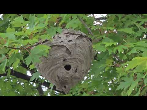 Bald-Faced Hornets Nest is Too Close to the Home in Little Silver, NJ
