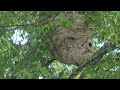 A Big Bald-Faced Hornets Nest Found in the Tree in Manasquan, NJ