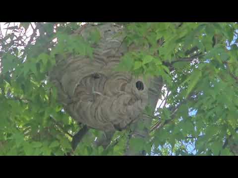 A Big Bald-Faced Hornets Nest Found in the Tree in Manasquan, NJ