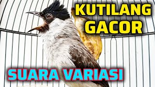 Download lagu KUTILANG GACOR SUARA VARIASI AMPUH UNTUK PANCINGAN & MASTERAN KUTILANG BAHAN mp3 Download lagu KUTILANG GACOR SUARA VARIASI AMPUH UNTUK PANCINGAN & MASTERAN KUTILANG BAHAN mp3