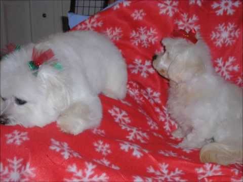 Miss Minnie, an adopted Maltese in Sacramento, CA_image-1