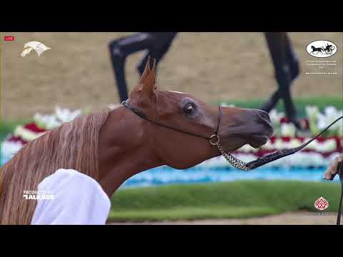 N 143 SHAHER UMM ALUDHAM   9th Qatar National AHS for Individual Owners   Yearling Colt Class 4B