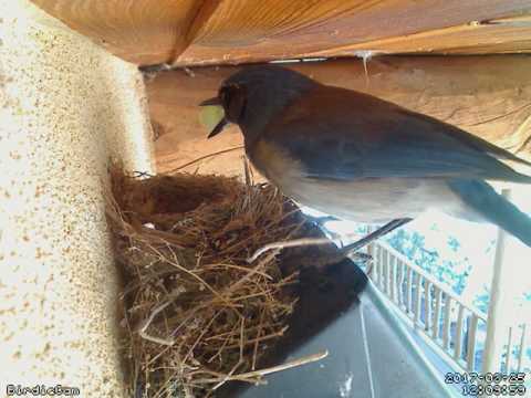 Jay attack 2017 03 25