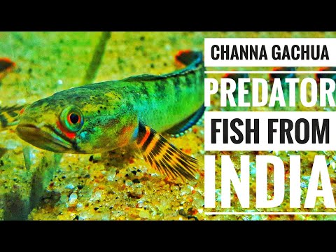 download lagu mp3 mp4 Channa India, download lagu Channa India gratis, unduh video klip Channa India