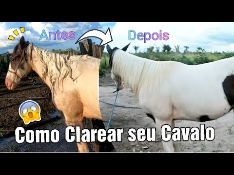 , title : 'Como clarear a crina do seu cavalo com 2 ingredientes!!!'