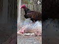 Can Turkey Vultures Really Sense Death?