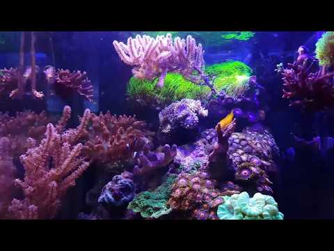 Amazing 10 Gallon Nano Reef Tank - HD