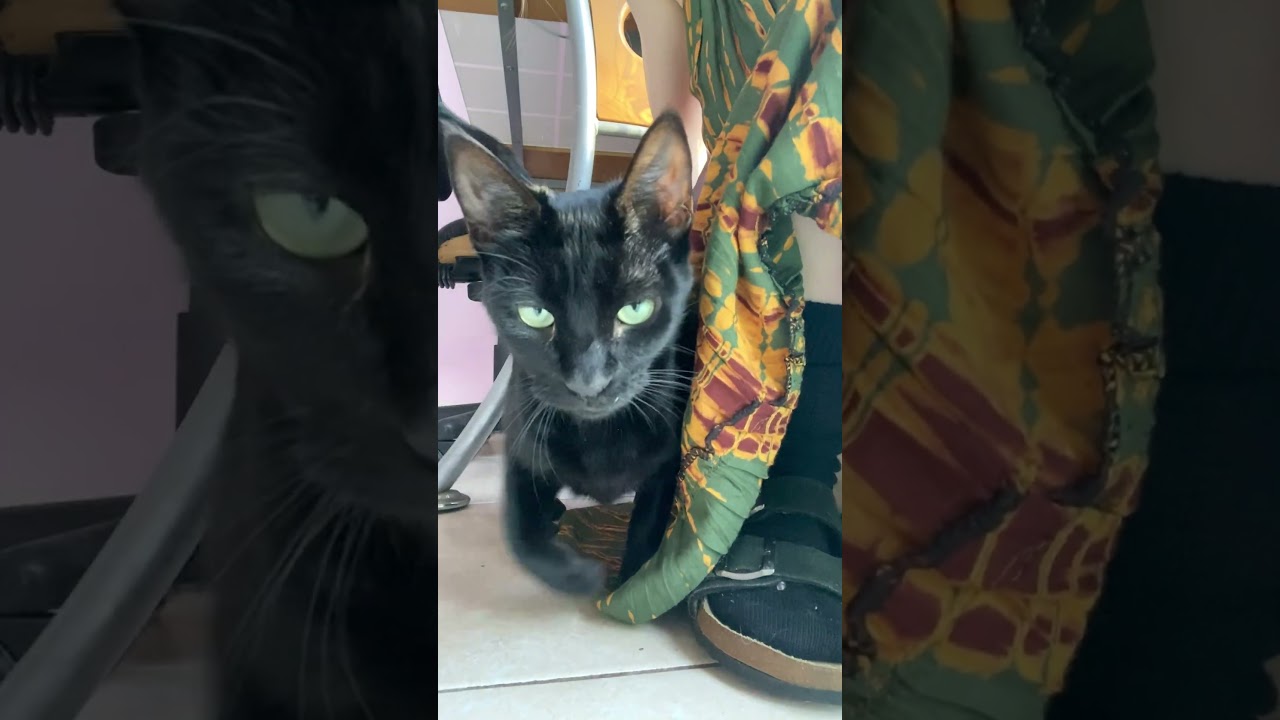 Enlarge Lunet (Watch video) sweet girl, a ADOPTABLE Domestic Short Hair in Daytona Beach, FL video 2/2