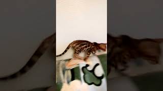 девочка звезда видео 2